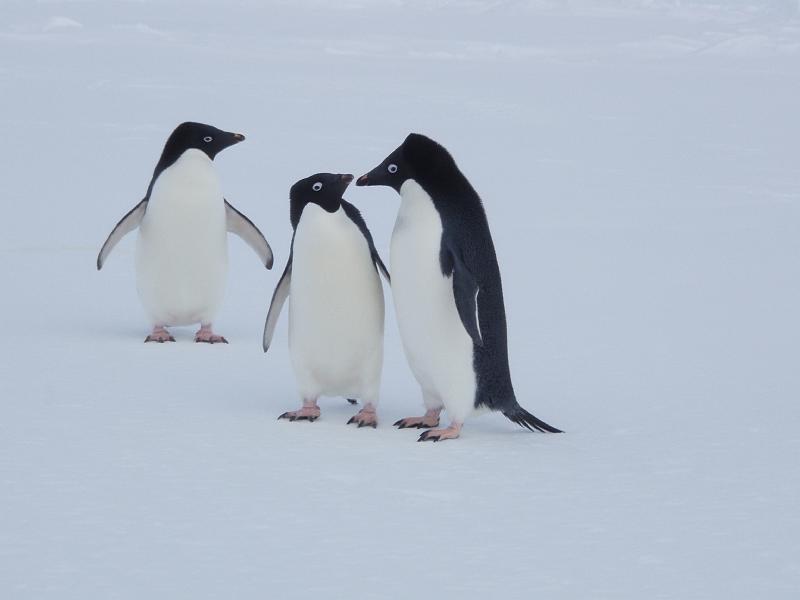 Adelie penguins 15.JPG